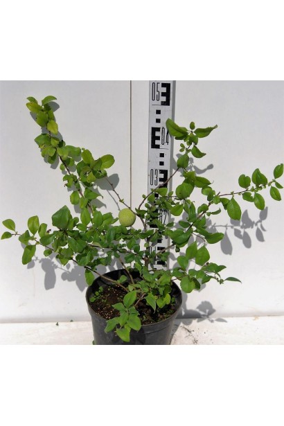 Айва середня японська Пінк Леді саджанець в горщику висота 50 см