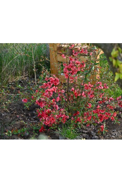 Chaenomeles х superba Pink Lady в саду