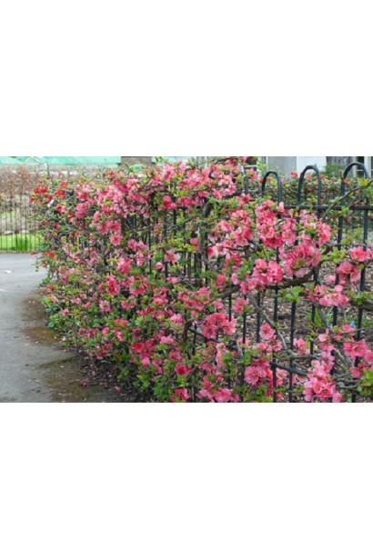 Айва Пінк Леді в ландшафтному дизайні