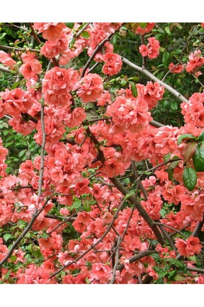 Айва середня (японська, хеномелес) Пінк Леді