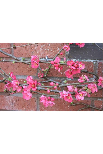 Айва Pink Lady рожева