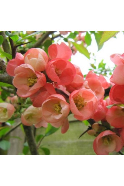 Айва середня Пінк Леді цвітіння