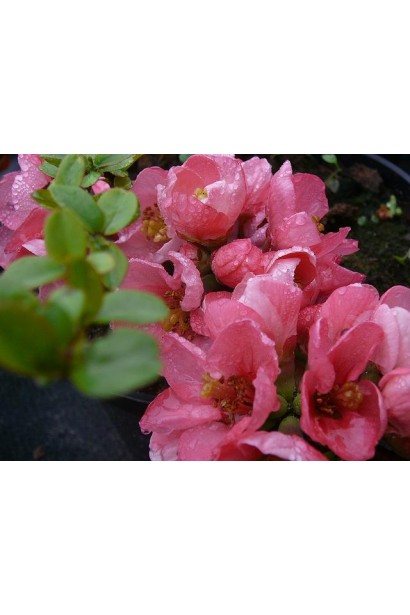 Айва середня японська Пінк Леді