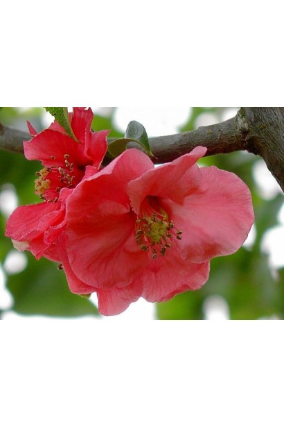Chaenomeles х superba Pink Lady