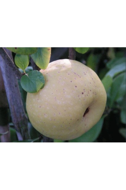  Хеномелес Пінк Леді маленьке яблуко