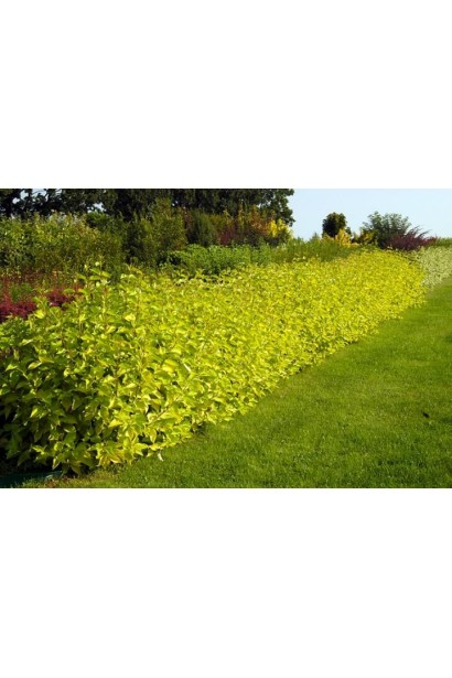 Дерен белый Ауреа живая изгородь