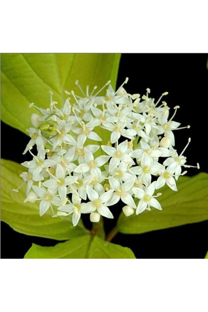 Дерен белый Ауреа белые щитковидные соцветия