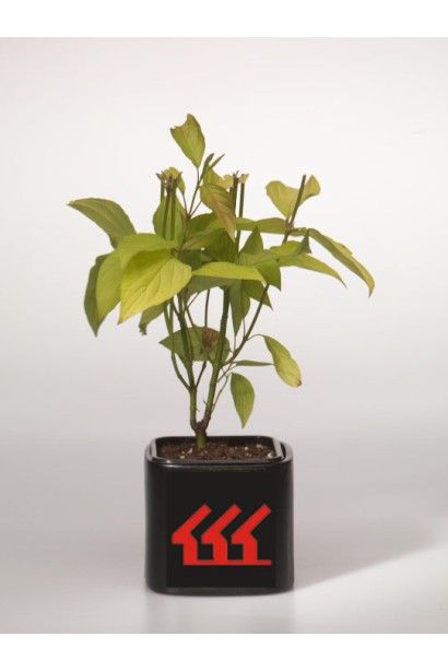 Дерен белый Ауреа саженец Р9