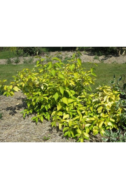 Дерен белый Aurea раскидистый куст