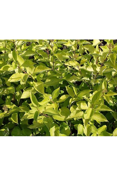 Кизил белый Ауреа