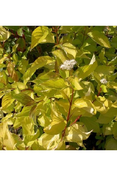 Cornus Aurea