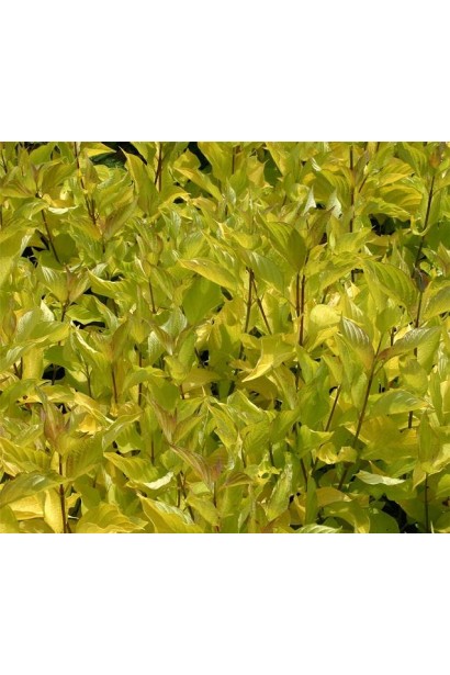 Дерен желтый Ауреа