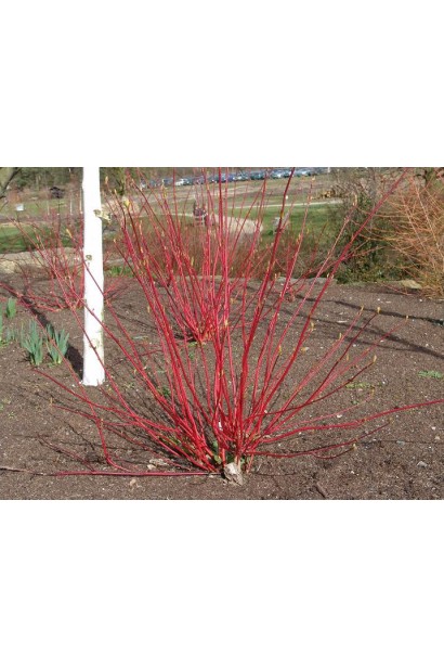 Дерен белый Ауреа красные побеги