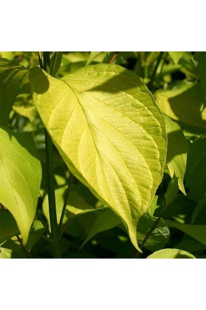 Cornus alba Aurea