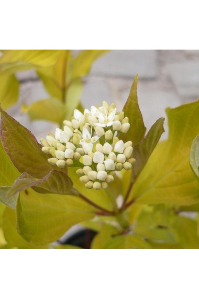 Дерен Ауреа желтые листья белые цветы