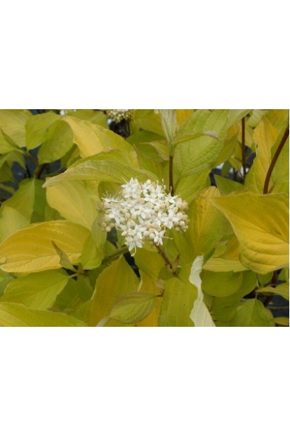 Дерен белый Ауреа