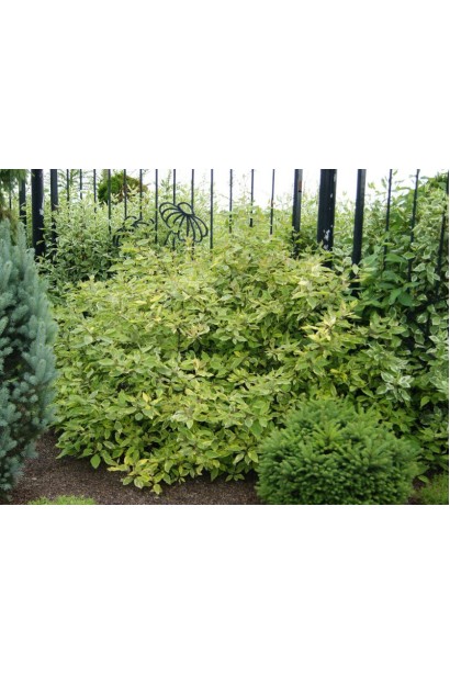 Дерен білий Гоучаулті кущ в ландшафті