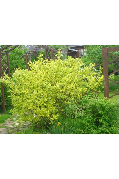 Дерен Гоучаулті в саду