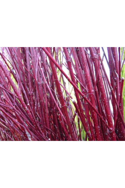 Дерен білий Гоучаулті червоні пагони