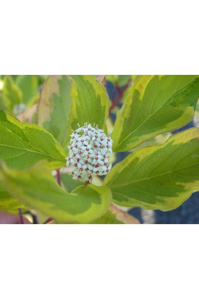Cornus alba Gouchaultii