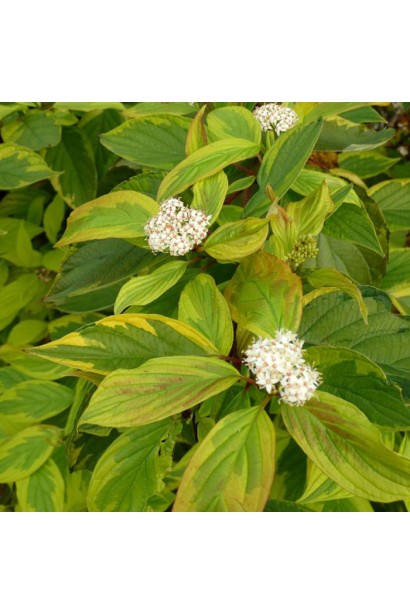 Дерен Гоучаулті білі квіти