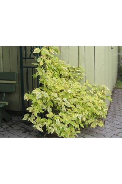 Дерен білий Gouchaultii