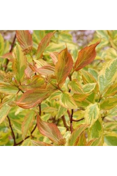 Свидина Гоучаулті