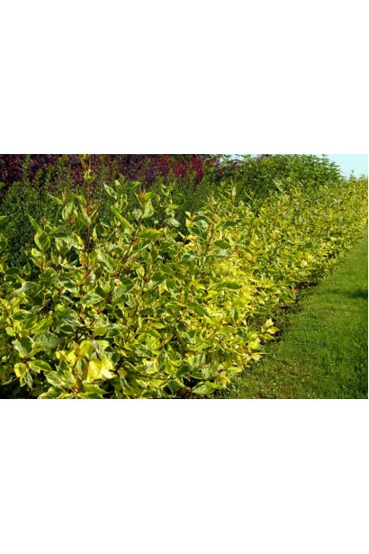 Дерен білий Гоучаулті живопліт