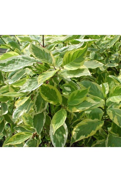 Дерен строкатий