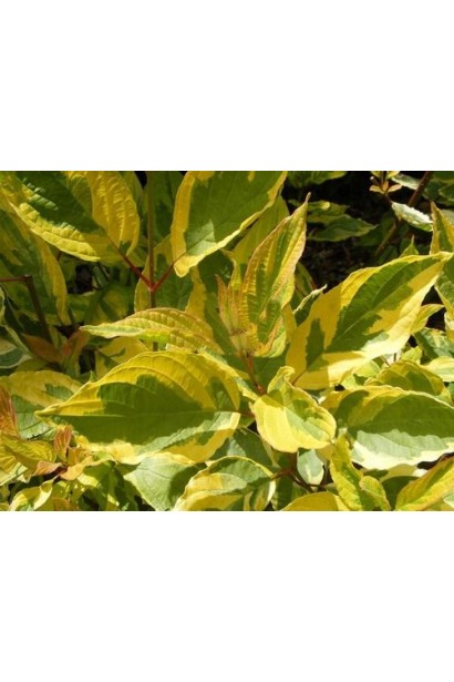 Дерен Гоучаулті зелене листя з нерівною жовтою облямівкою