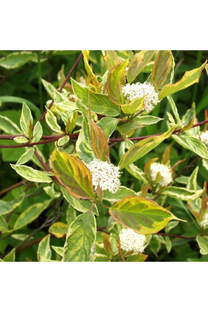 Дерен білий Гоучаулті 