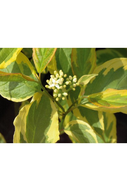 Дерен білий Гоучаулті цвітіння