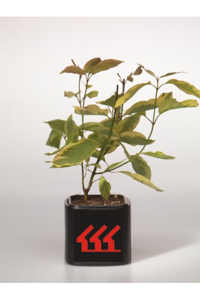 Дерен білий Гоучаулті саджанець Р9