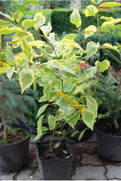 Дерен білий Гоучаулті контейнер 0,5 л