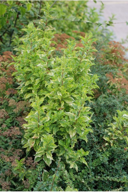 Кизил білий Гоучаулті 