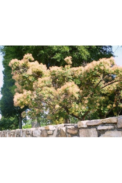 Скумпія Голден Спіріт / Анкот у повному розквіті