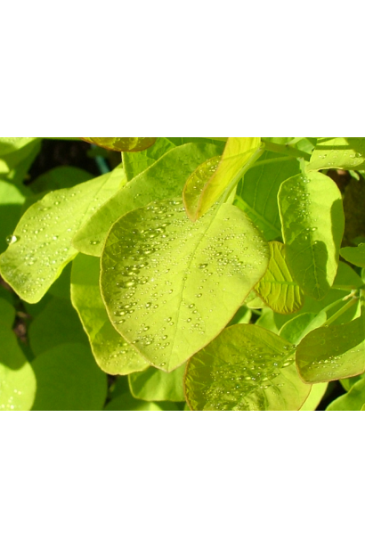 Листя скумпії Голден Спіріт / Анкот