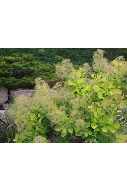 Скумпія шкіряста Голден Спіріт / Анкот