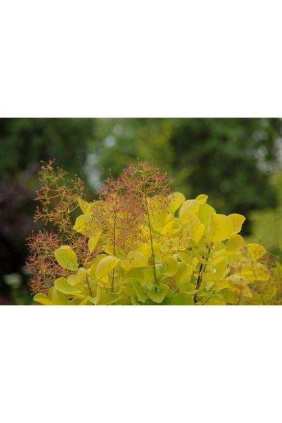 Cotinus coggygria Golden Spirit / Ancot