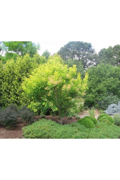 Кущ скумпії Голден Спіріт / Анкот