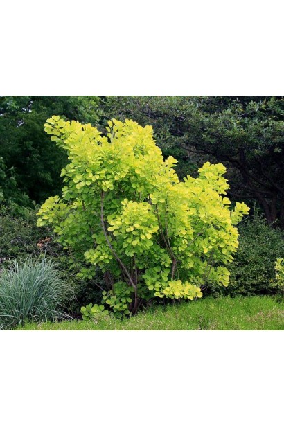 Ландшафтний дизайн з скумпією Голден Спіріт / Анкот