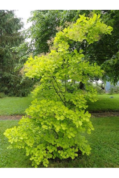 Скумпія Голден Спіріт / Анкот у саду