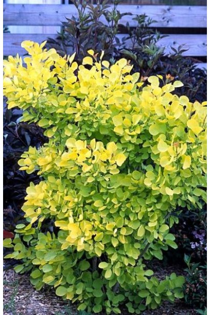 Cotinus coggygria Golden Spirit / Ancot