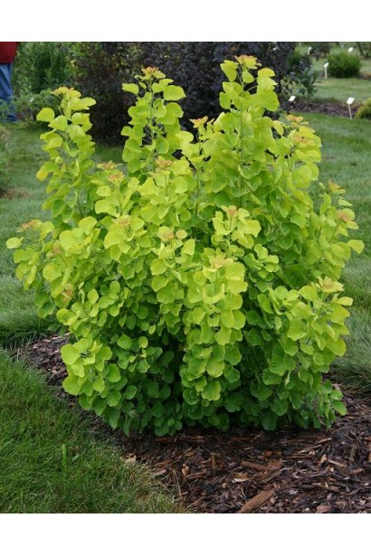 Скумпія шкіряста Голден Спіріт / Анкот