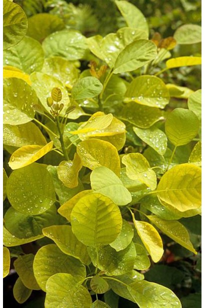 Скумпія шкіряста Голден Спіріт / Анкот