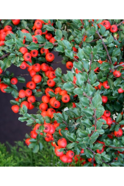 Ірга Даммера Корал Б`юті оранжево-червоні ягоди