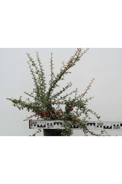 Кизильник Корал Б`юті діаметр 30-40 см