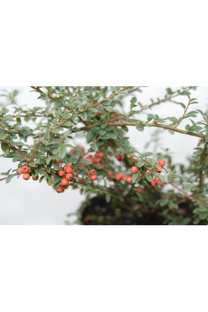 Кизильник гібридний / Даммера Корал Б`юті