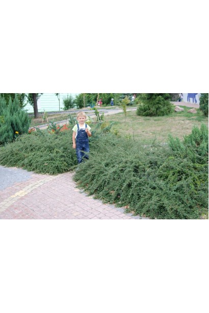 Ірга гібридна Корал Б`юті