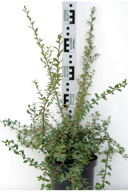 Кизильник Корал Б`юті в горщику 3 л 